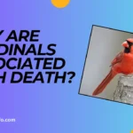 why are cardinals associated with death