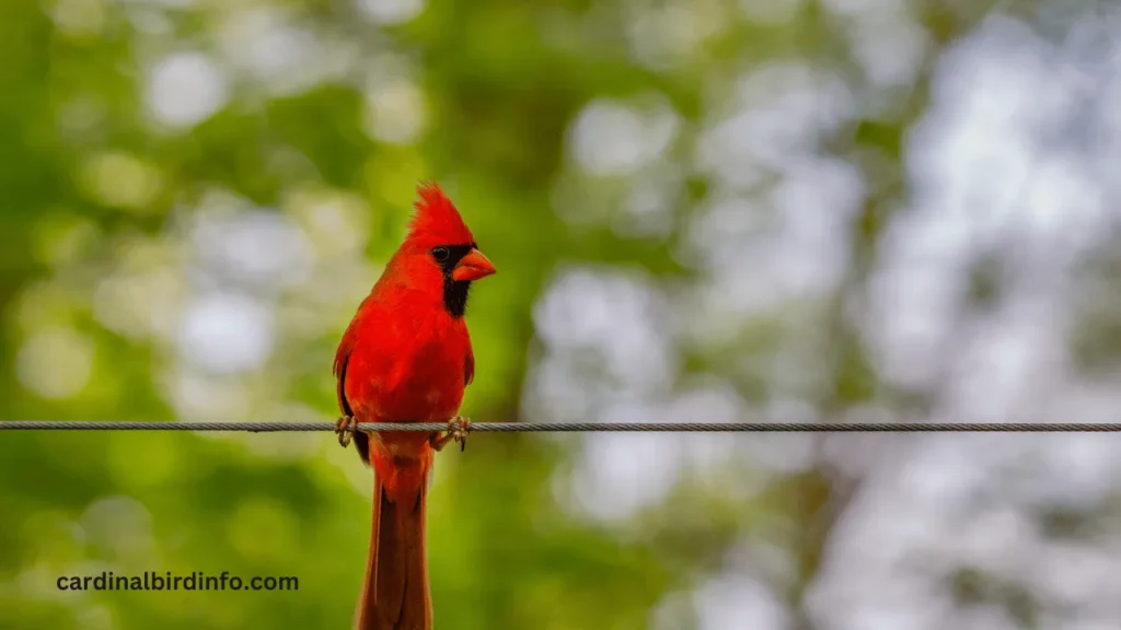 why are cardinals associated with death