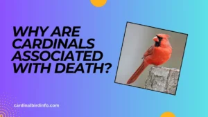 why are cardinals associated with death