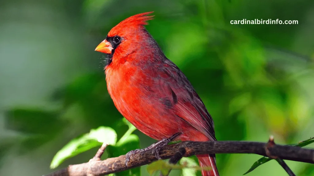 why are cardinals red