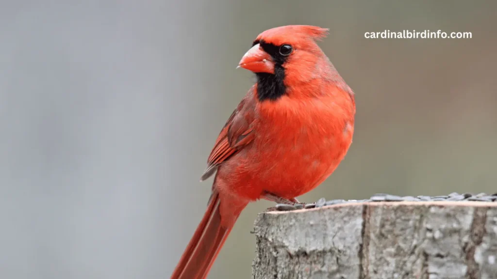 why are cardinals red