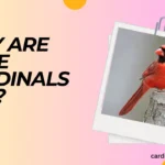 why are male cardinals red