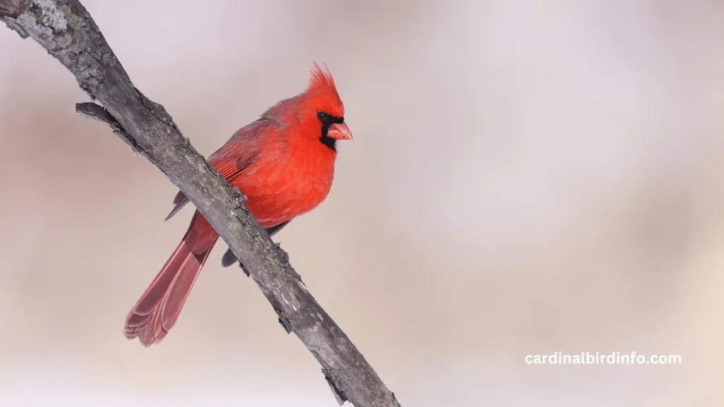 W)hy Are Male Cardinals Red? (Explained)