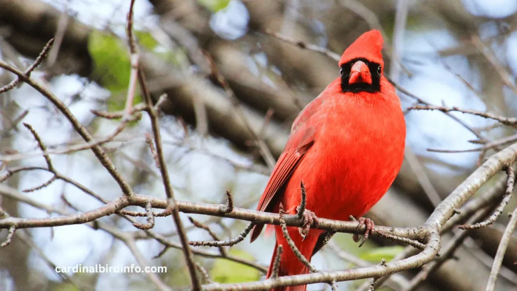 why are male cardinals red