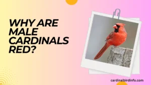 why are male cardinals red