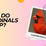 why do cardinals chirp