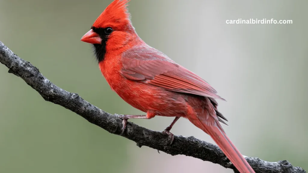 why do cardinals chirp