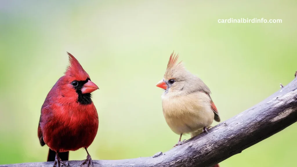 why do cardinals chirp