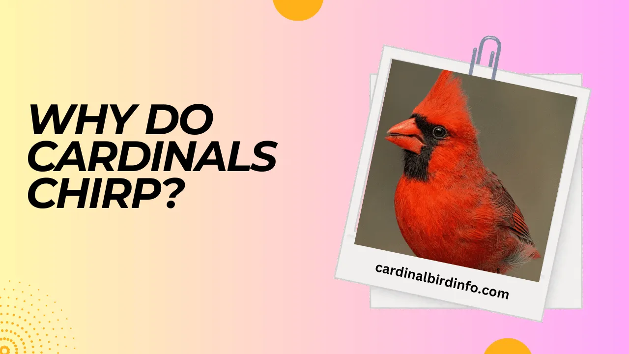 why do cardinals chirp