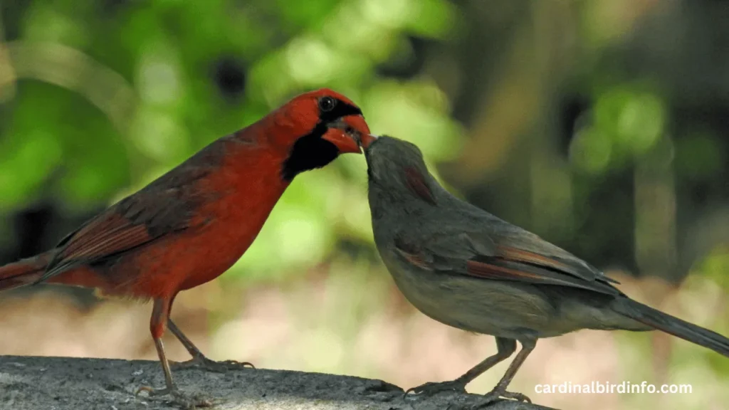 why do cardinals feed each other