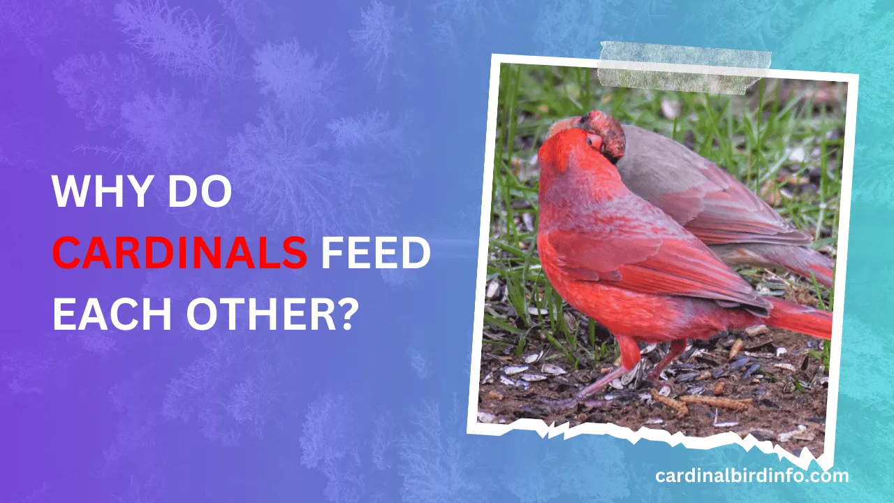 why do cardinals feed each other