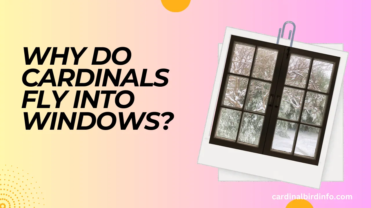 why do cardinals fly into windows