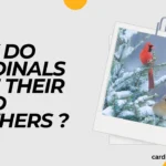 why do cardinals lose their head feathers