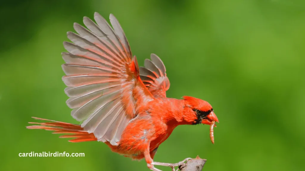 why do cardinals lose their head feathers