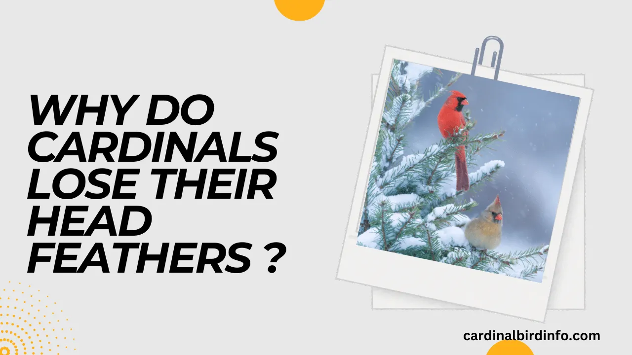 why do cardinals lose their head feathers